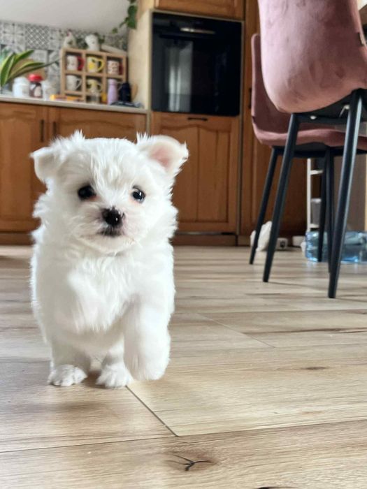 Maltańczyki urocze szczeniaki szukają domu.