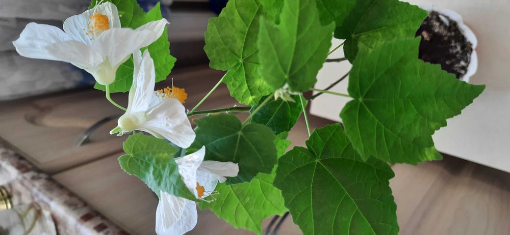 Продаются черенки абутилона