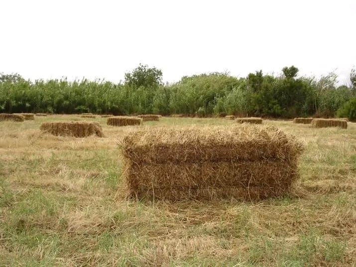 Palha / feno / aveia