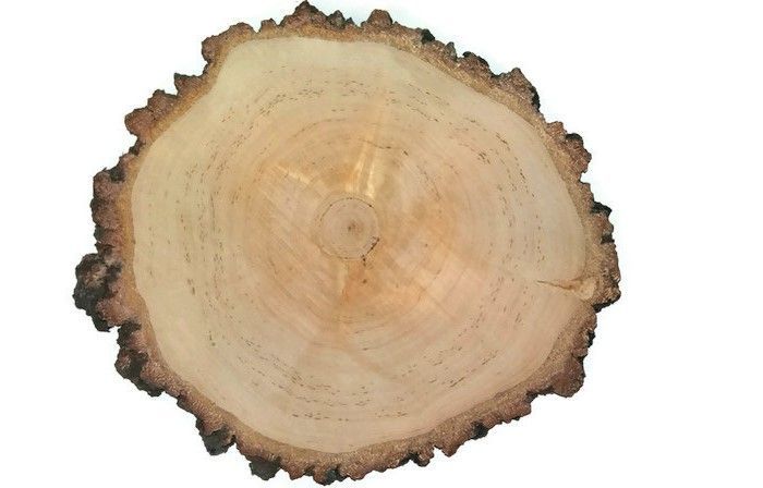 Plaster drewna krążki brzoza 17-20cm szlifowane