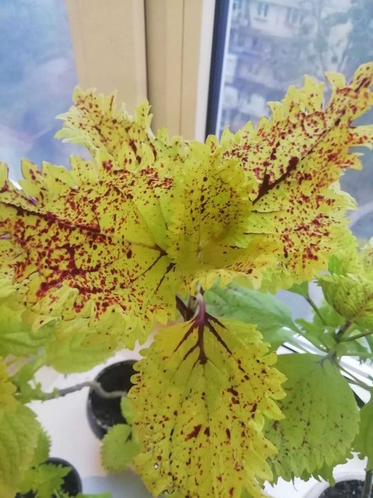 Колеусы всех цветов для клумб и рабаток