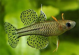 Pseudomugil Gertrudae (Butterfly rainbow)