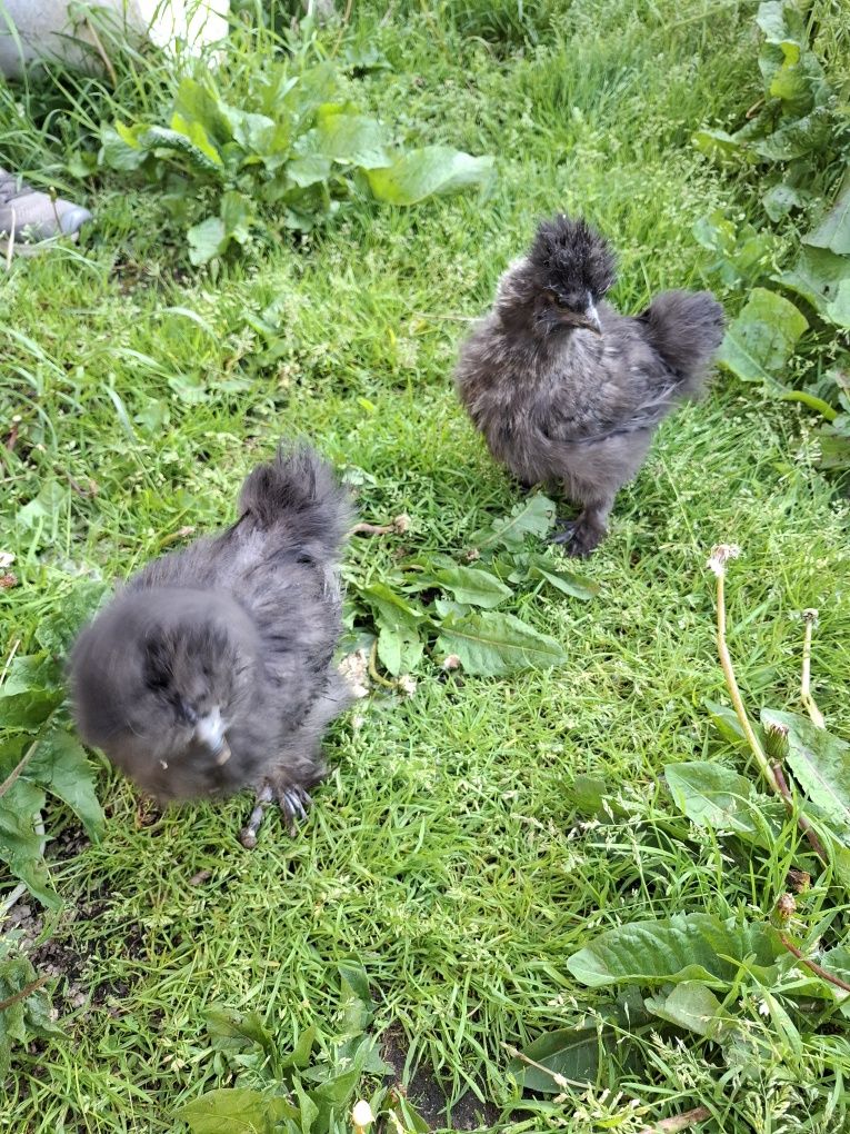 Pisklaki kochin, marans, araucana, legbar, silka, zielononóżka, kogut