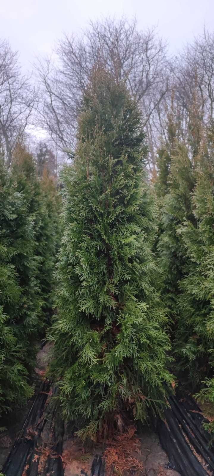 Thuja (tuja) szmaragd