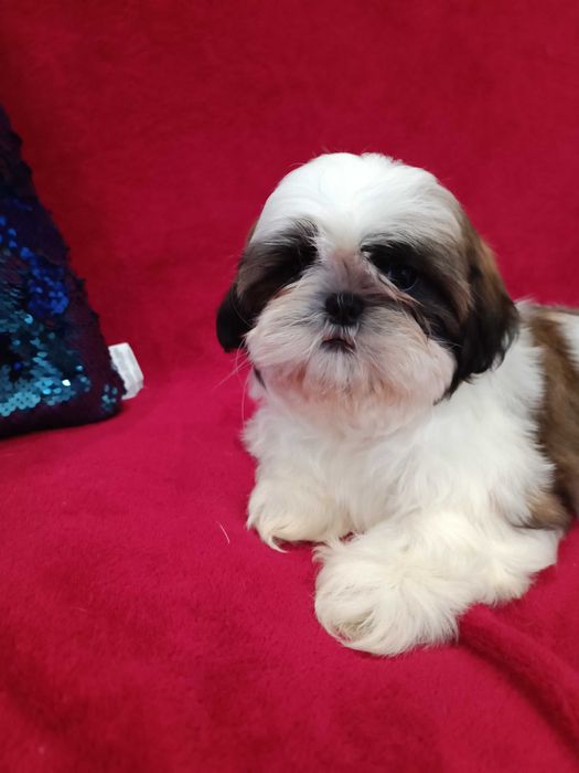 Неймовірні дівчата ши тцу у найкращі ручки КСУ ( FCI )