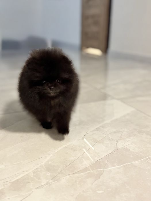 Szpic miniaturowy pomeranian