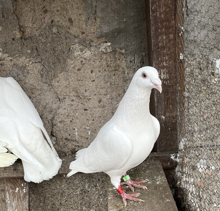 Gołębie pocztowe samce białe na Glazer