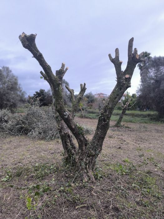 Oliveiras para jardim