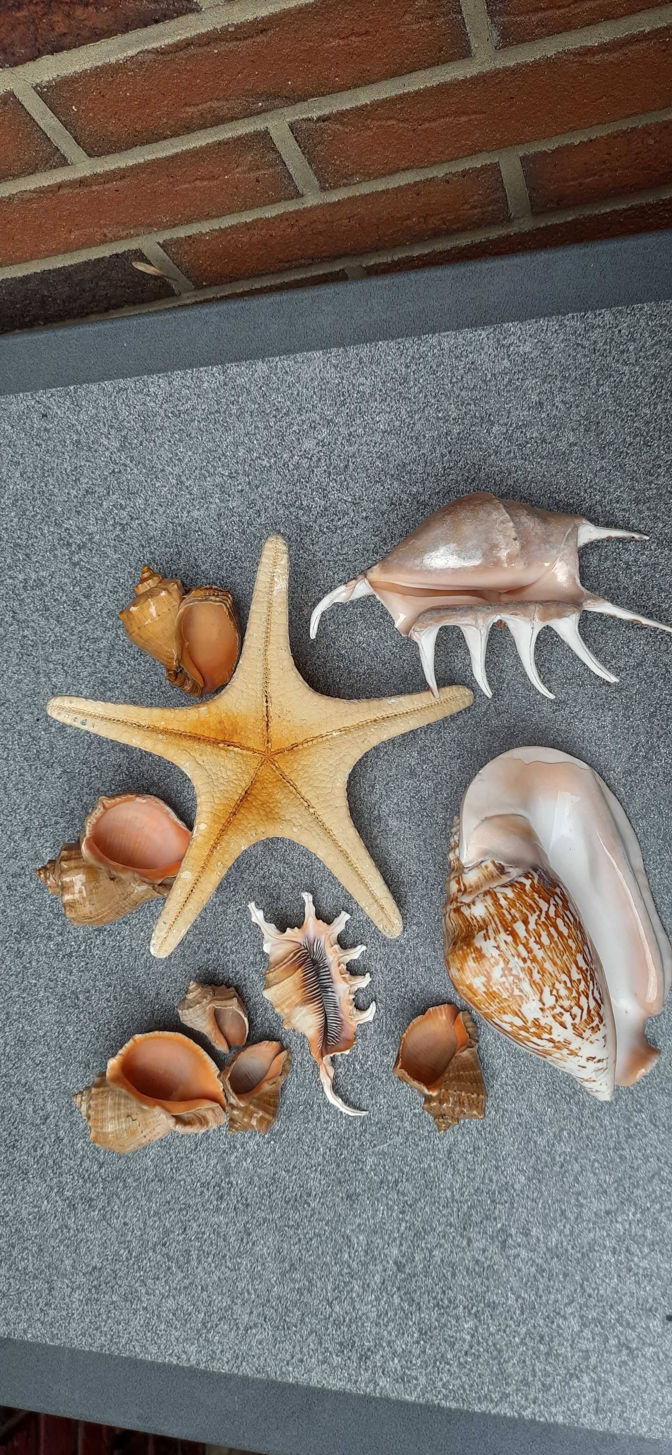 Ракушки океанические и морские