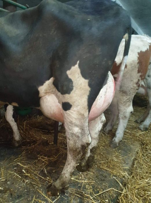 Dostawa Krowy pierwiastki i Jałowice hodowlane z Niemiec