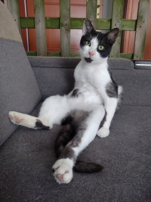 Tymianek - przeżył cudem, teraz czeka na dom