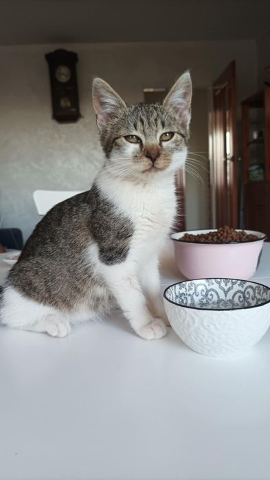 Mania do adopcji