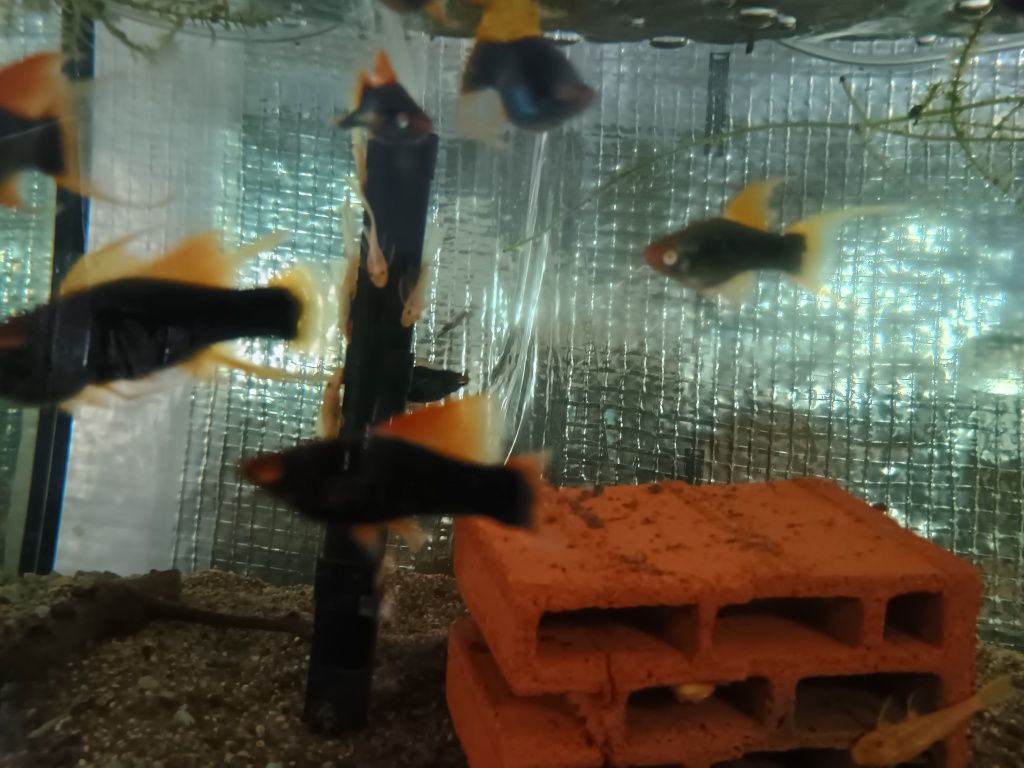 SAMICE  i Samce Mieczyka HAMBURG delta Xiphophorus helleri HAMBURGI