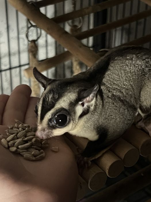 Gaiola petauro de açúcar