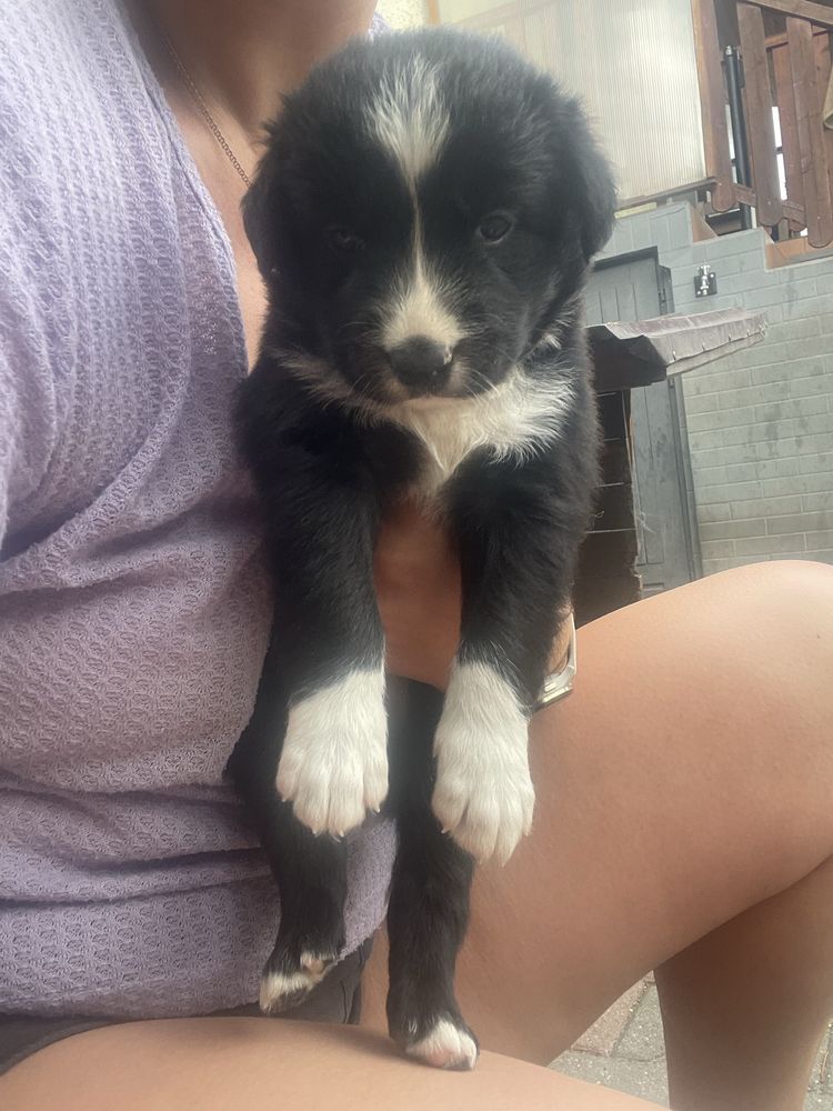 Szczeniak Border Collie