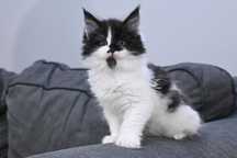 Kocięta rasy Maine Coon