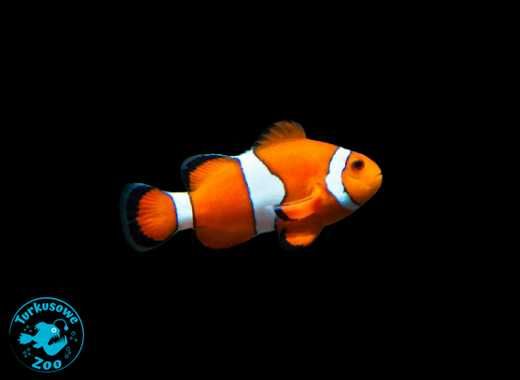 Amphiprion ocellaris M, błazenek akwarium morskie, Turkusowe Zoo