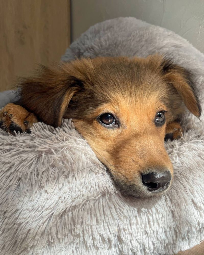 Хлопчик, 3 міс., буде середнього розміру
