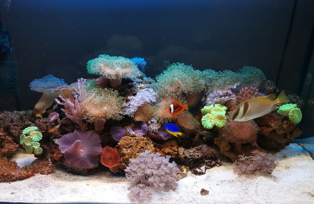 Обмен или продажа рифового аквариума