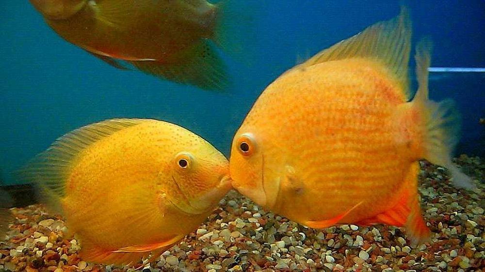 MISIEKZOO Pielęgnice - Pielęgnica Severum gold tylko 20 zł