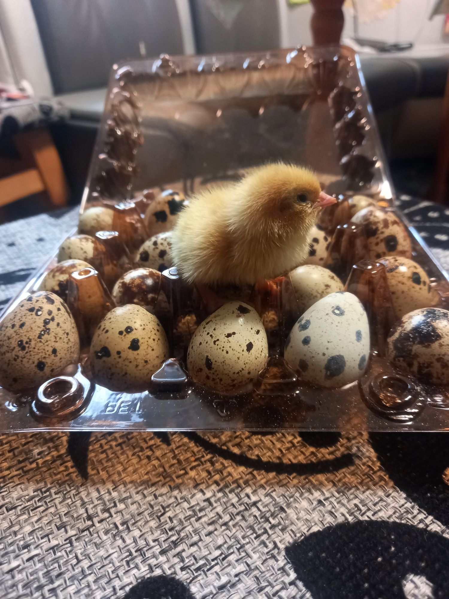 Перепілки добові
