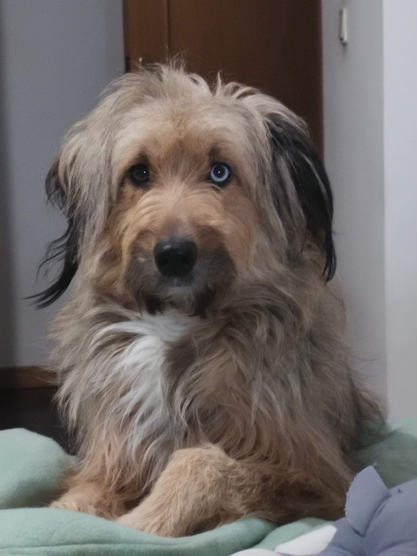 Cadela precisa de um novo lar