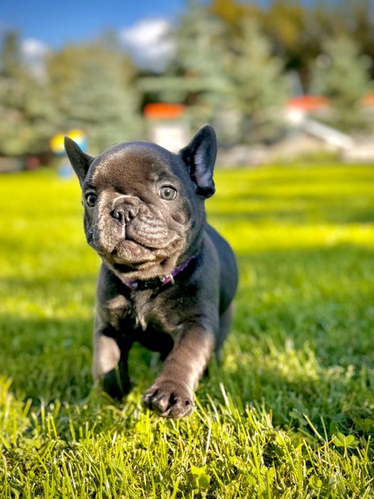 Buldog francuski