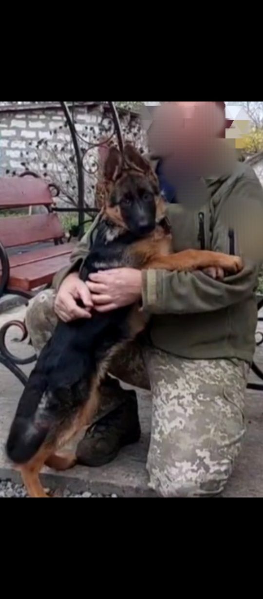 Щенки ,2,5 мес.Питомник.