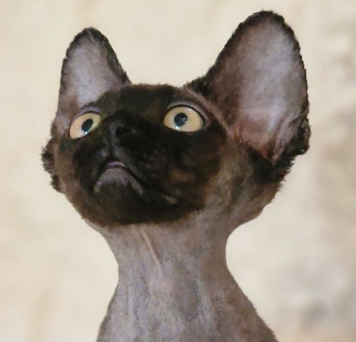 Devon rex czarny chłopiec