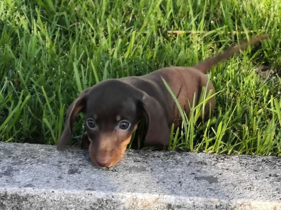 Teckel kaninchen macho com LOP