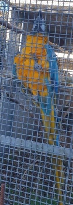 Arara ararauna fêmea de 2015