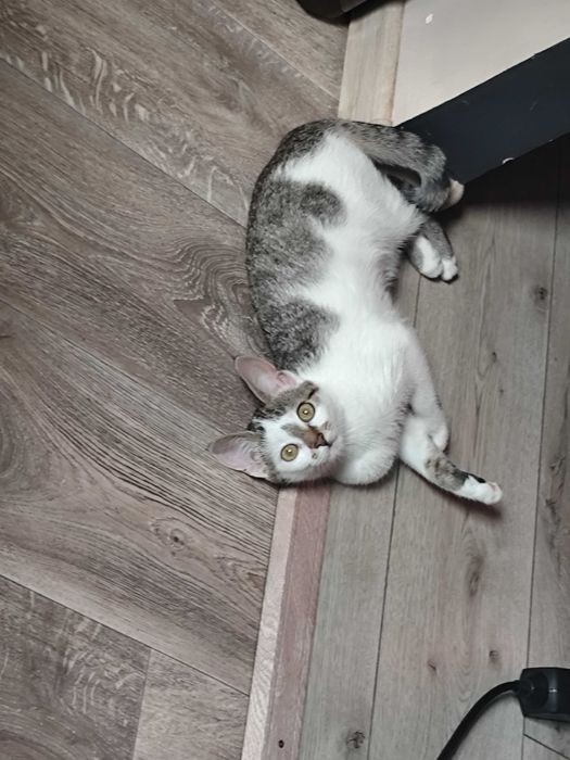 Віддам в добрі руки добру, грайливу кішечку.