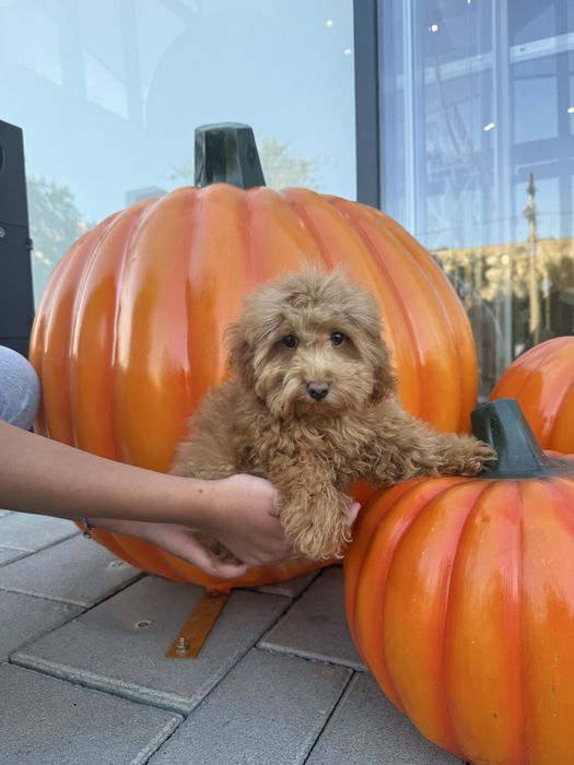 Мальтіпу F1/F2 — мікро, міні та стандарт