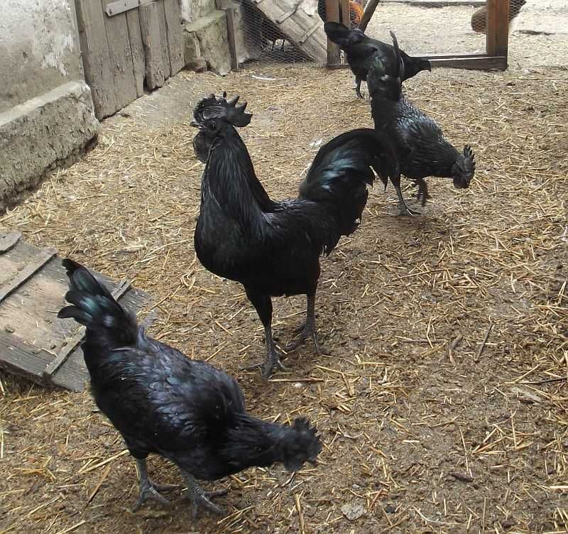 Ayam Cemani - jaja lęgowe