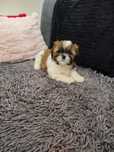 Śliczny piesek rasy Shih tzu