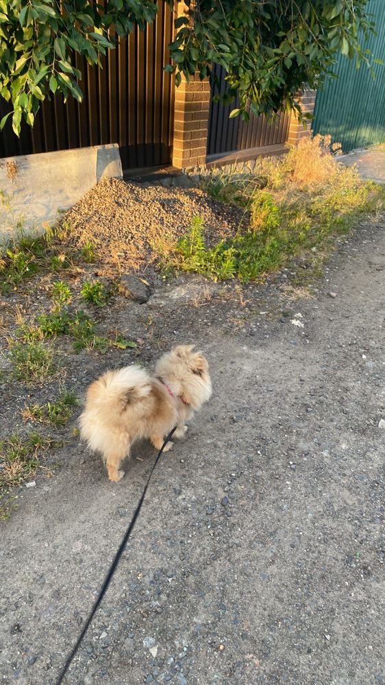 Померанский шпиц