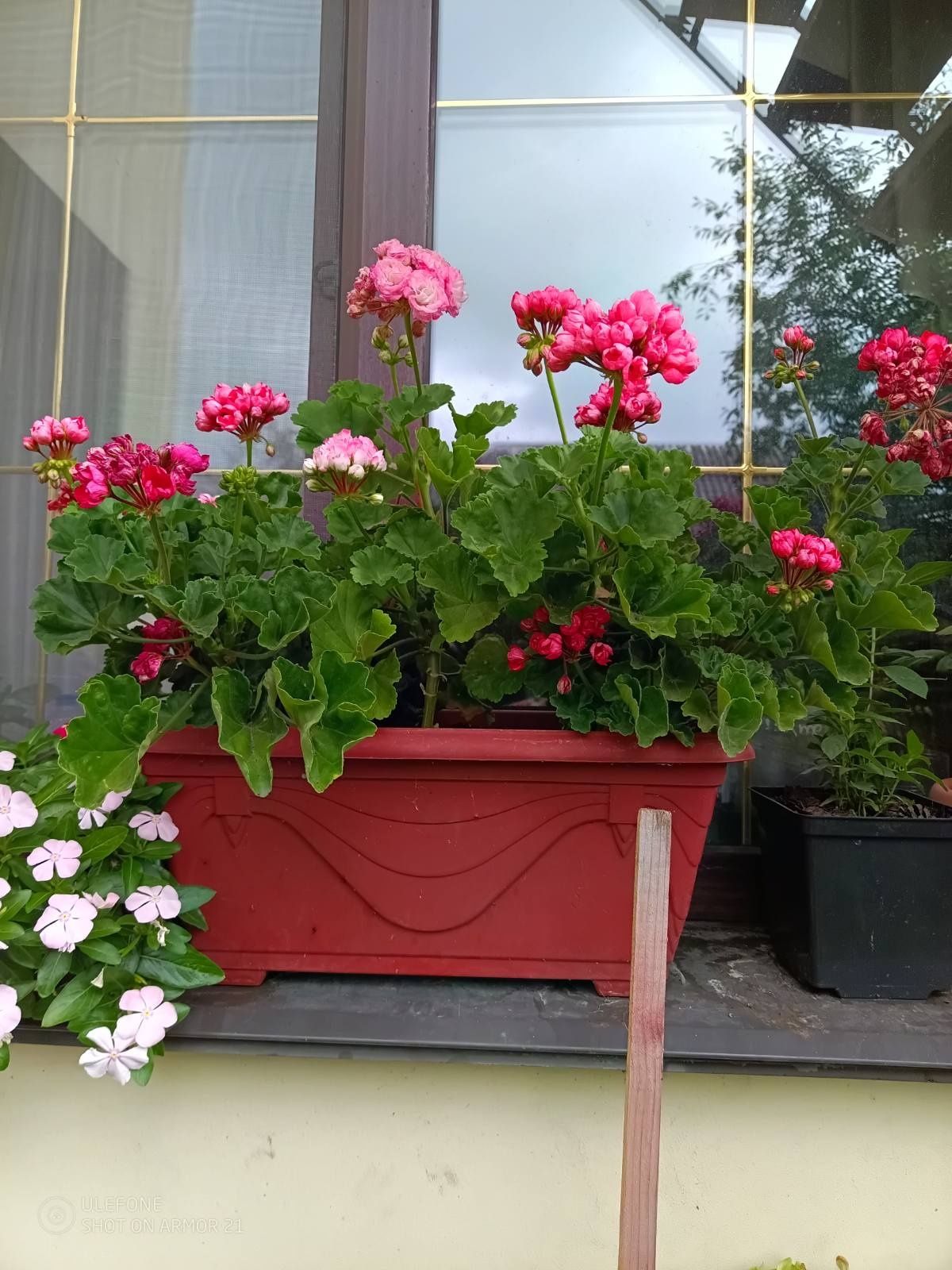 Комнатные растения для дома и сада