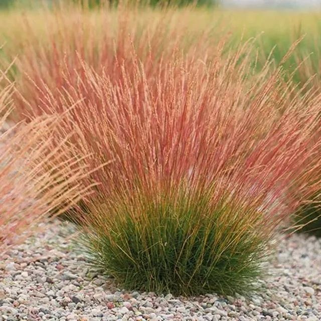 Kostrzewa walberla festuca walberla