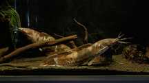 Sum clarias batrachus (długowąs żabi) oraz trzcinnik