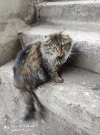 Кошка Люся и ее сын Мурзик ищут дом