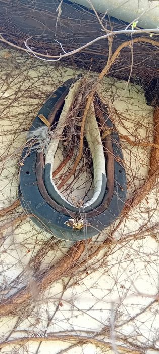 Homonto do sprzedania