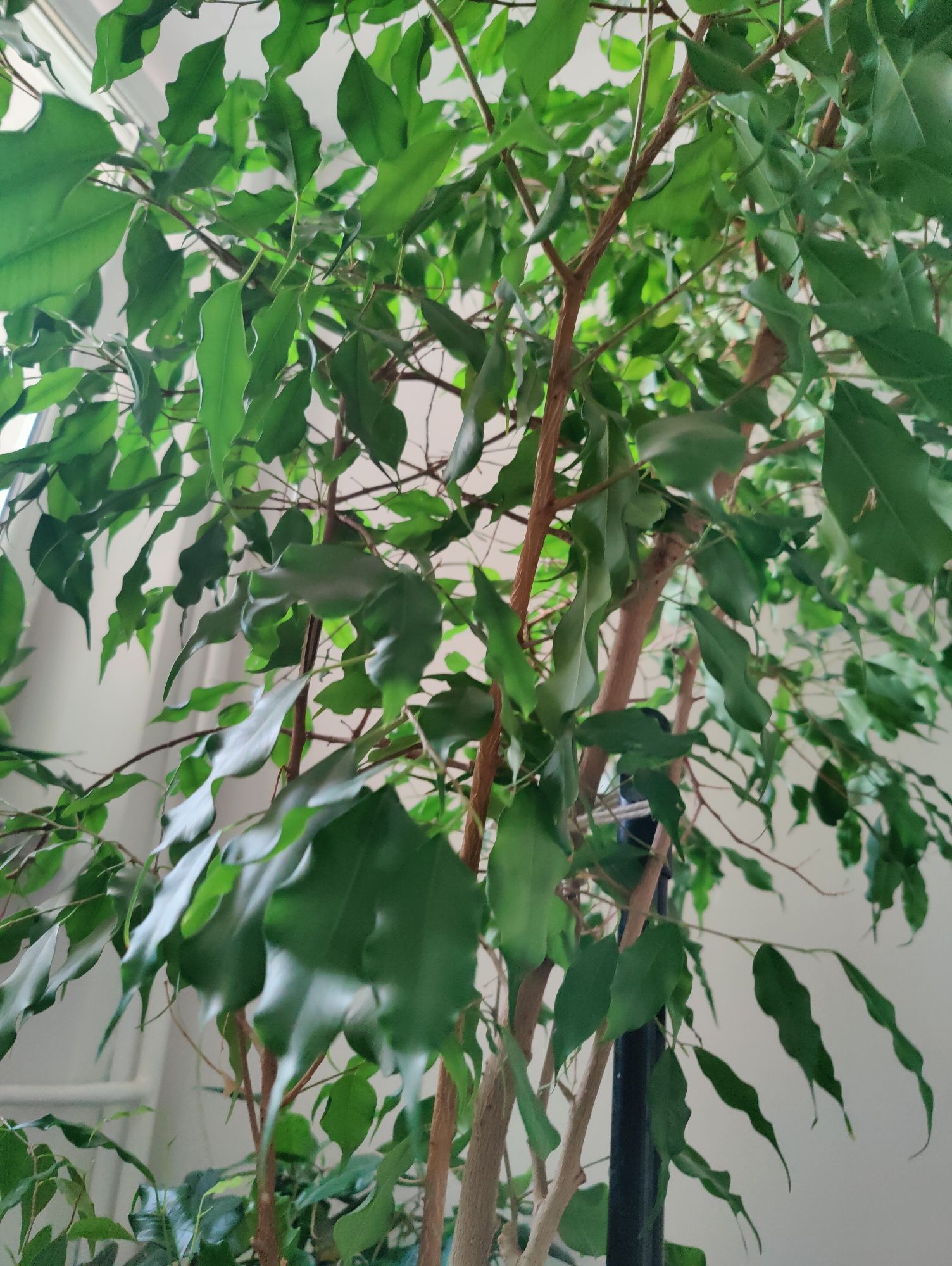 Fikus 2m ok 25 lat pleciony zdrowy zielony bonsai drzewo do domu liść