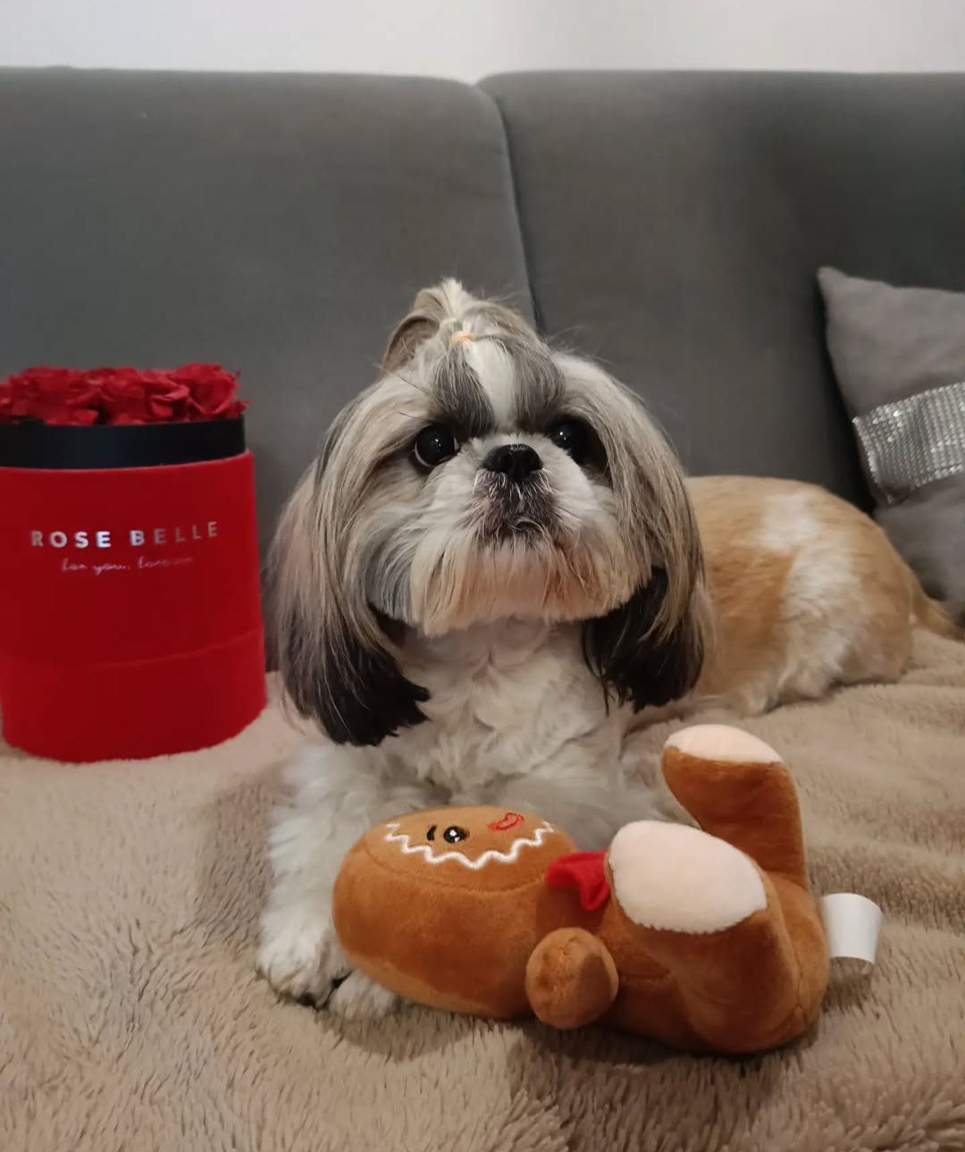 **Shihtzu z Brit Life*PL Rodowód Chip