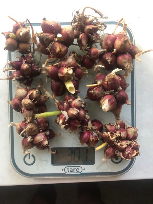 Лук египетский, многоярусный 200грн/кг, гладиолус, бамия, люффа, вигна