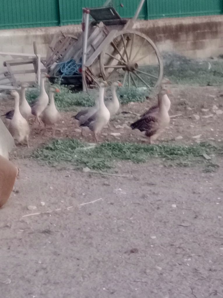 Vende se Patos Gansos cruzados com da Guiné