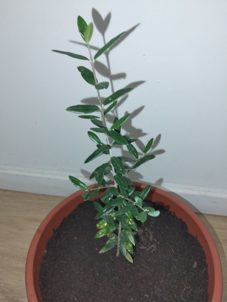 Várias frutíferas disponíveis