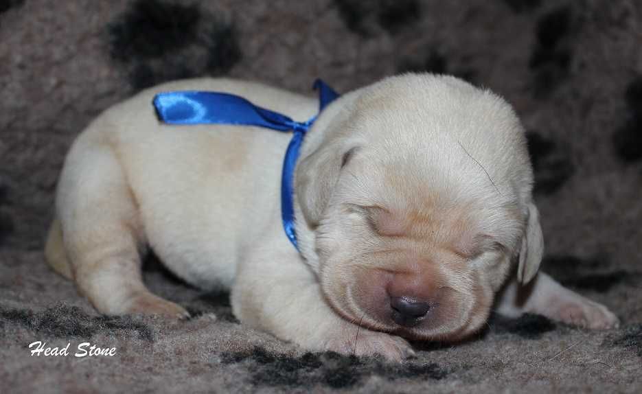 Лабрадор ретривер Щенки