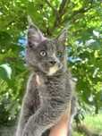 Kotka maine coon FPL