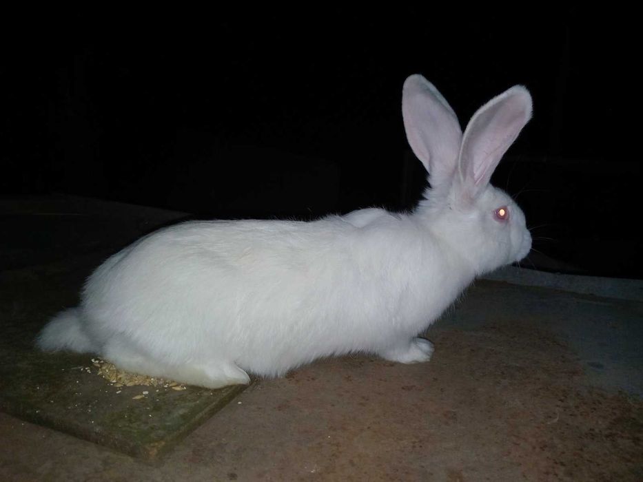 Продам кроликов молодняк