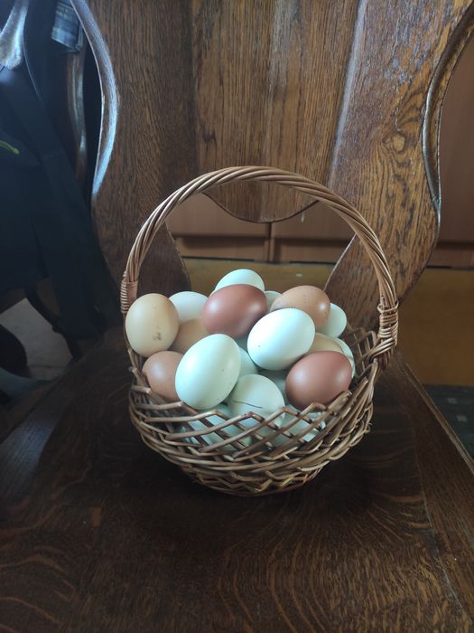 Zamienię jaja wiejskie na płody rolne